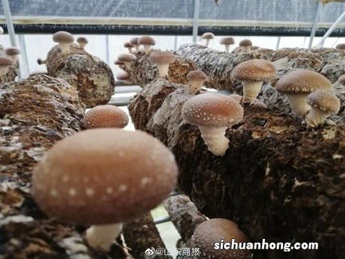 小蘑菇怎么吃好吃吗