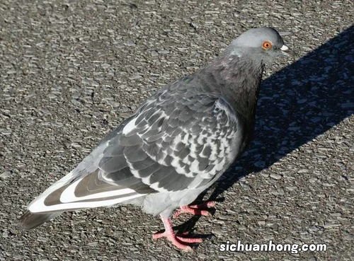 小鸽子 多久和 老鸽子