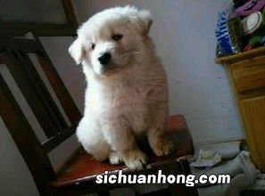 小狗怎么做好吃