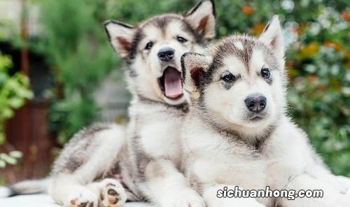 小狗虾吃多了会怎么样