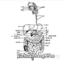 胃溃疡中午吃什么最好