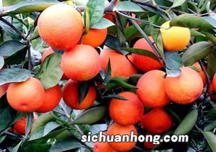 为什么血橙不上血