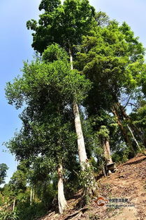 高杆古树有什么特色