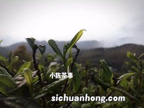 茶叶湿度低有什么影响