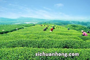 西南地区有什么茶