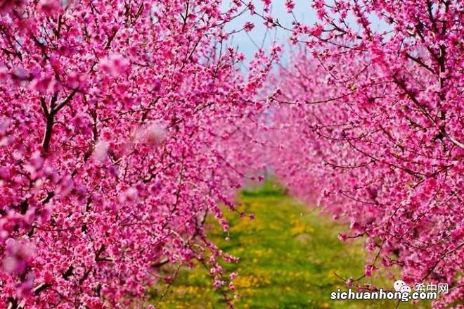 希腊的“桃花源”：一起去那桃花盛开的地方