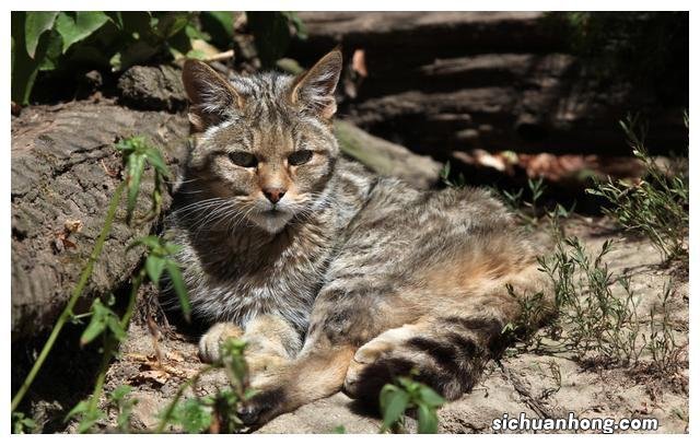 深山废弃古村成了一群野猫领地，贸然闯入竟受到攻击，摄影师逃跑