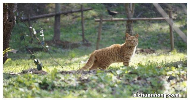 深山废弃古村成了一群野猫领地，贸然闯入竟受到攻击，摄影师逃跑