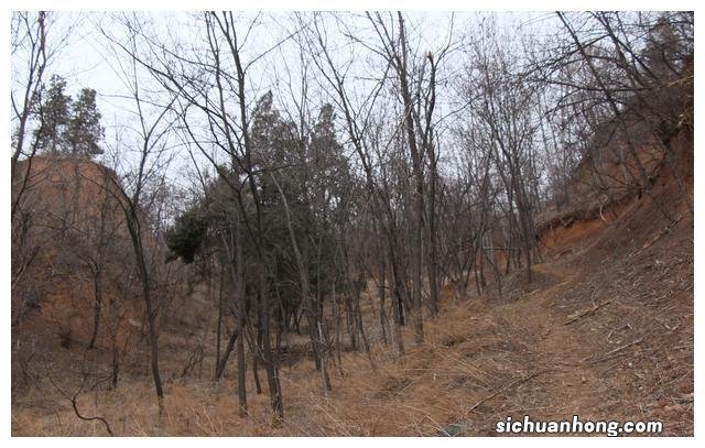 深山废弃古村成了一群野猫领地，贸然闯入竟受到攻击，摄影师逃跑