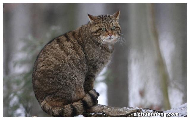 深山废弃古村成了一群野猫领地，贸然闯入竟受到攻击，摄影师逃跑