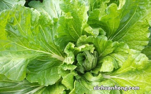 白菜苗多久长白菜