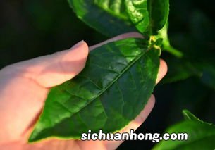 广东的一种大叶茶是什么茶