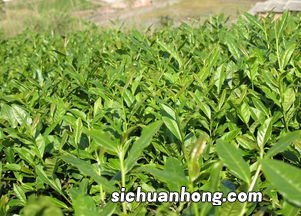 广东的一种大叶茶是什么茶