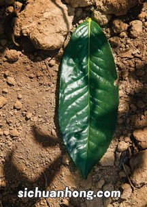 广东的一种大叶茶是什么茶