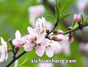 桃花有什么功效与作用