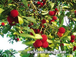 杨梅季节一般持续多久