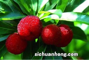 杨梅季节一般持续多久