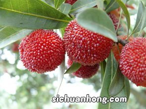 杨梅季节一般持续多久