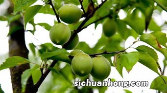 l水果莲什么