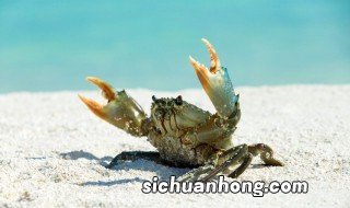 螃蟹怎么养殖 螃蟹饲养方法