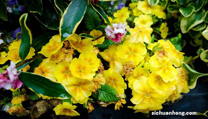 美女樱什么时候播种最好 美女樱什么时候播种