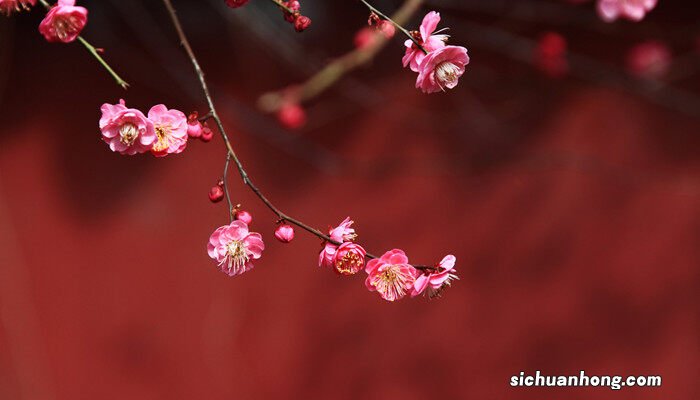 梅花盆景图片大全欣赏 梅花盆景图片