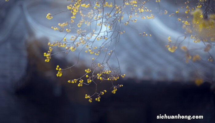 梅花盆景图片大全欣赏 梅花盆景图片