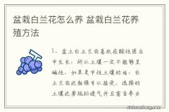 盆栽白兰花怎么养 盆栽白兰花养殖方法