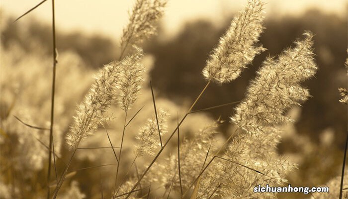 芦苇图片风景图片 芦苇图片