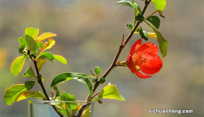 凤仙花图片大全图谱欣赏 凤仙花图片大全图谱