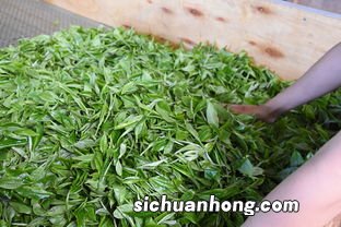 茶叶为什么要委凋
