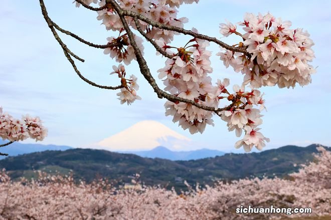 日本樱花盛放 与富士山交相辉映美不胜收