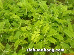 鸡骨草什么样子