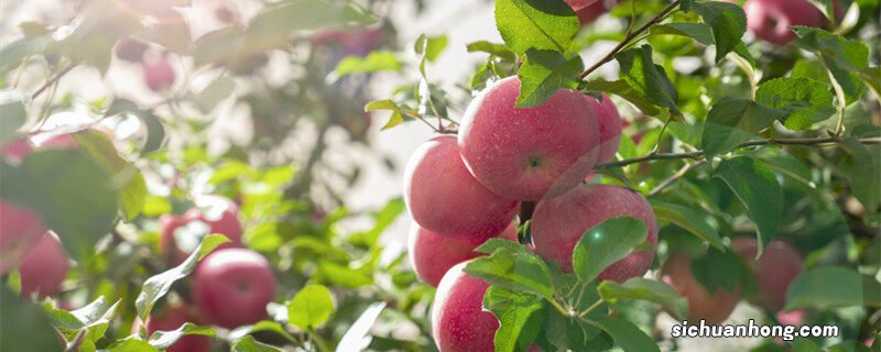 苹果树修剪技术要点 苹果树修剪技术