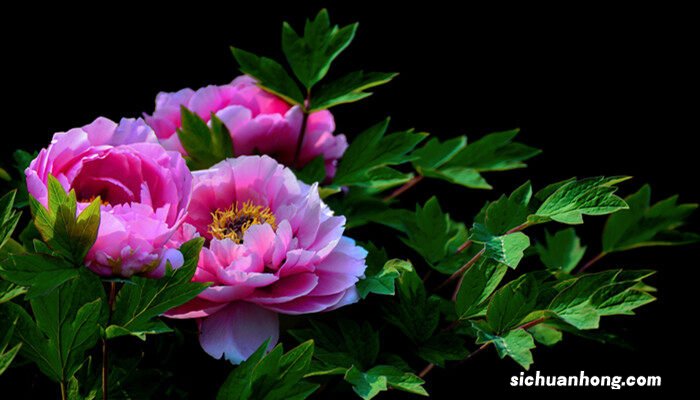 花中皇后和花中之王是什么花 花中之王是什么花