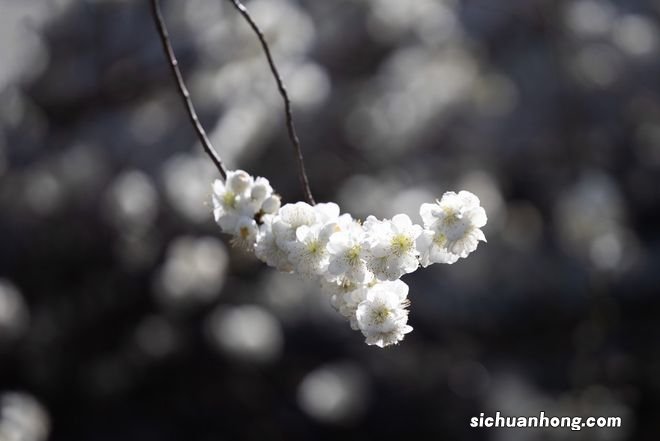北京雍和宫墙外碧桃花开 纯白如雪