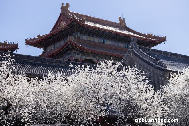 北京雍和宫墙外碧桃花开 纯白如雪