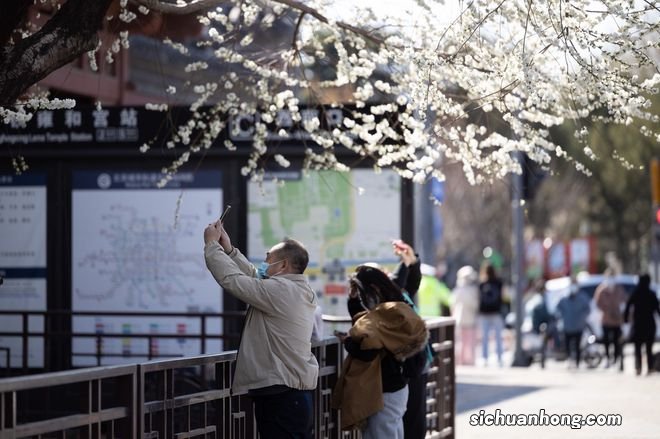 北京雍和宫墙外碧桃花开 纯白如雪