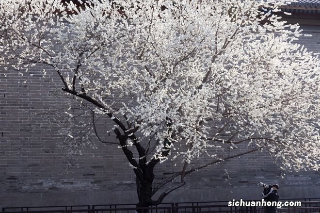 北京雍和宫墙外碧桃花开 纯白如雪