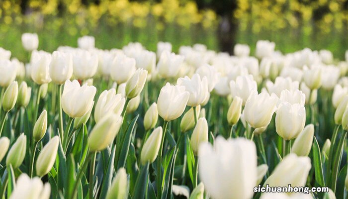 男女普通朋友送什么花 普通朋友送什么花
