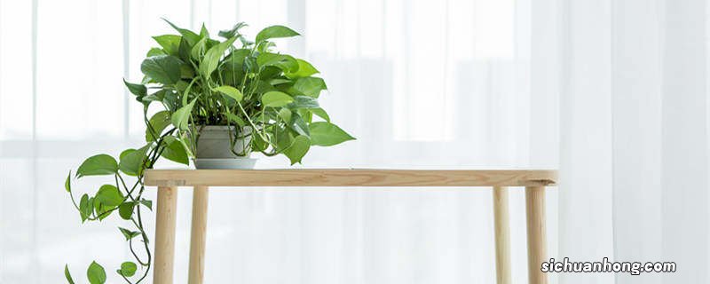 绿萝怎么浇水才是正确的 绿萝怎么浇水