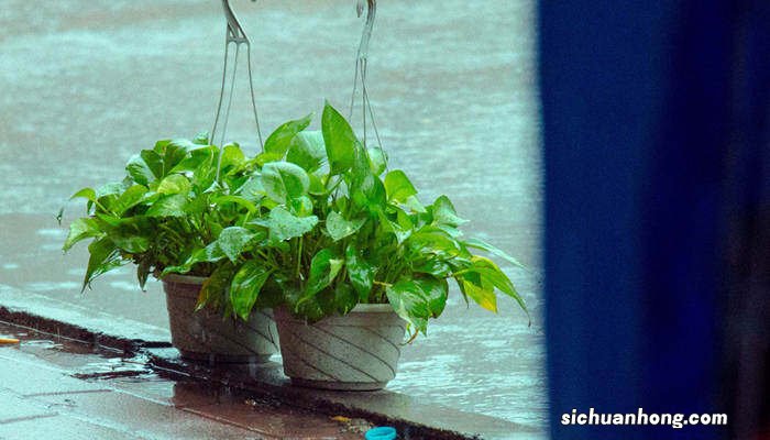 绿萝怎么浇水才是正确的 绿萝怎么浇水