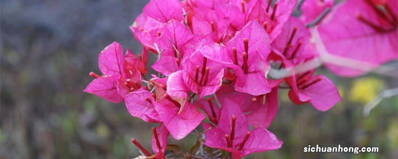 三角梅图片大全大图 三角梅图片