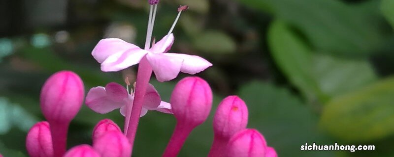 红色仙客来的花语和寓意 仙客来的花语和寓意