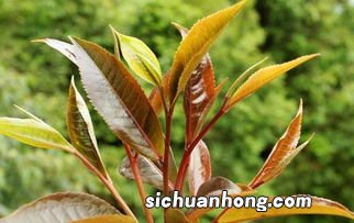 紫芽是什么颜色