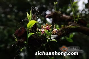 紫芽是什么