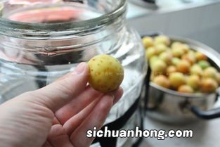 自制青梅酵素多久