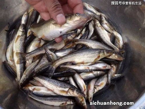 柳根鱼和什么鱼生活在一起