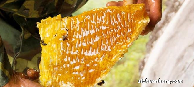 喜马拉雅山采蜜人：绝壁采蜜，专供尼泊尔皇室，每公斤售3500美元