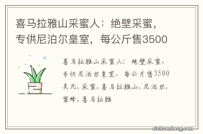 喜马拉雅山采蜜人：绝壁采蜜，专供尼泊尔皇室，每公斤售3500美元